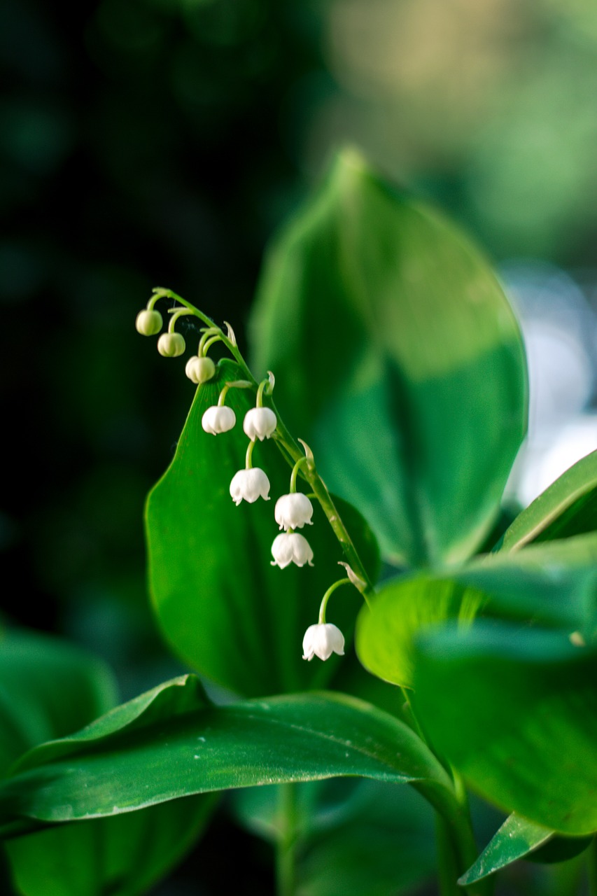 lily of the valley konwalie white lilies of the valley free photo