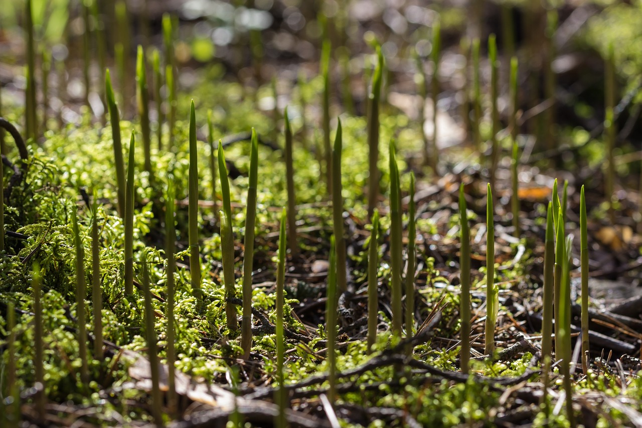 lily of the valley spring nature free photo