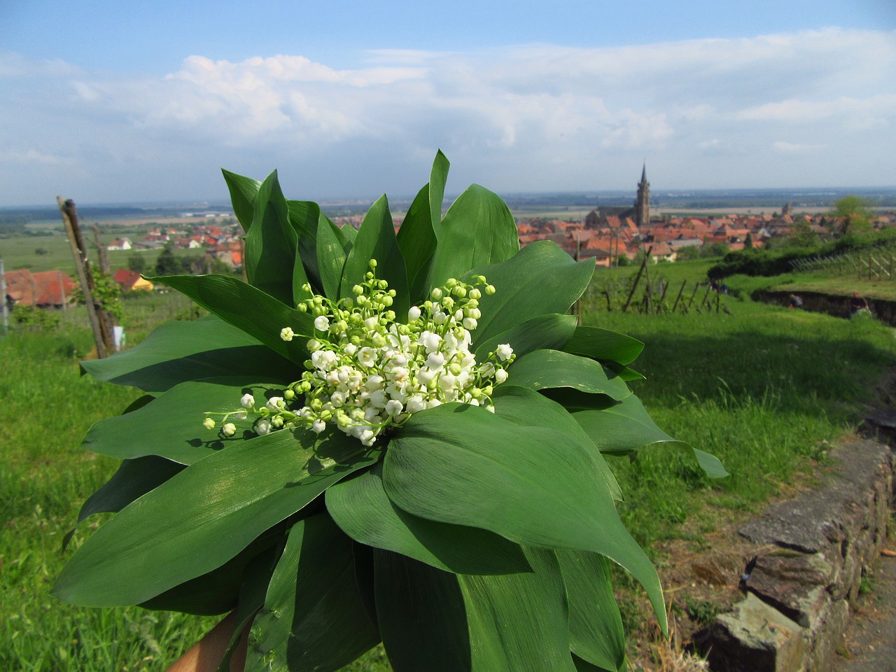 lily of the valley flowers muget free photo