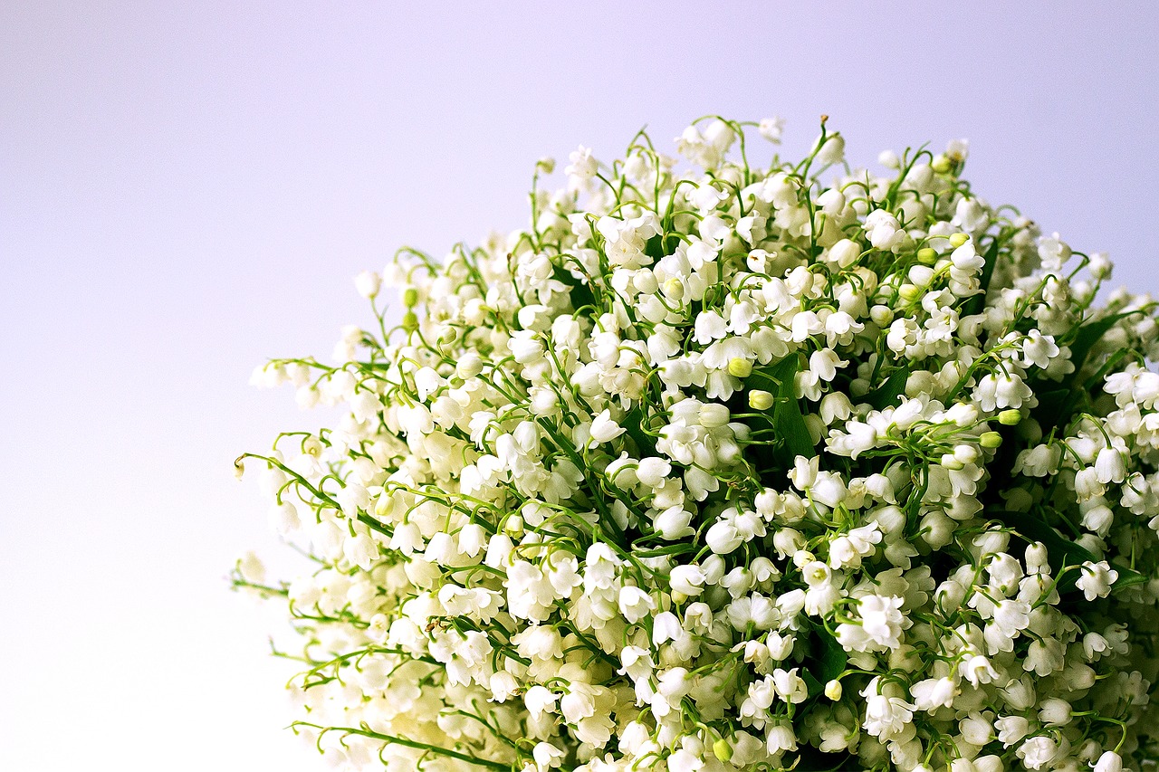 lily of the valley white flowers spring free photo