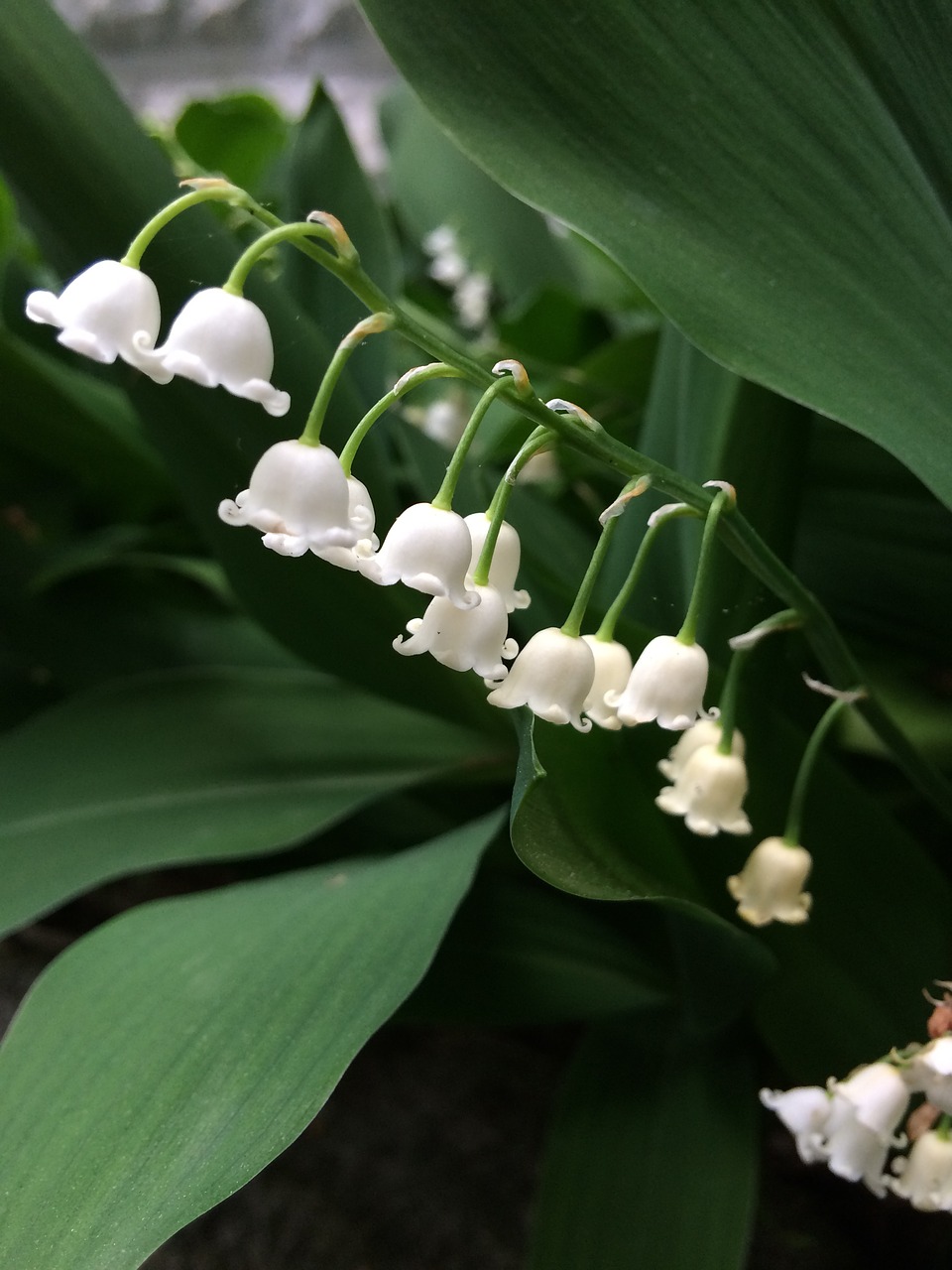 lily of the valley flowers white bells free photo