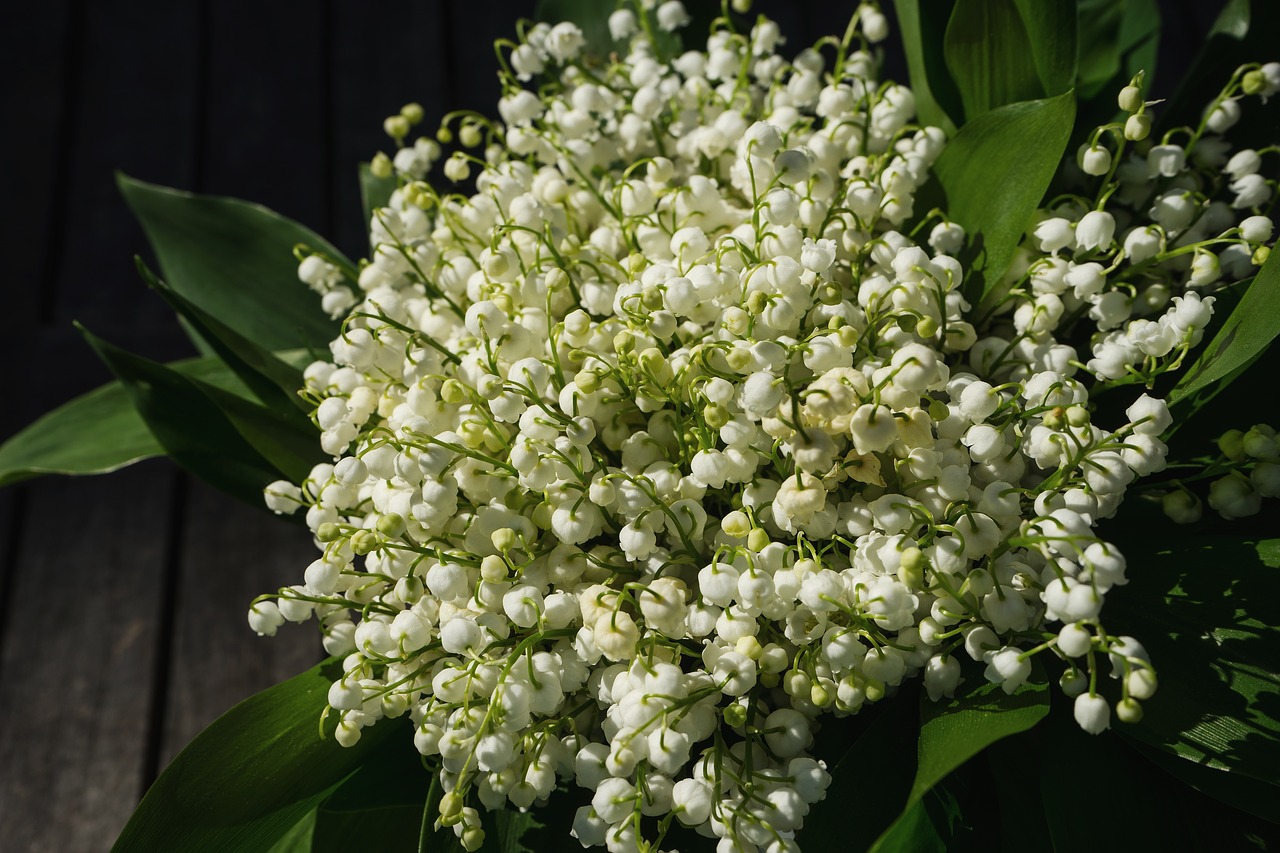 lily of the valley may spring free photo