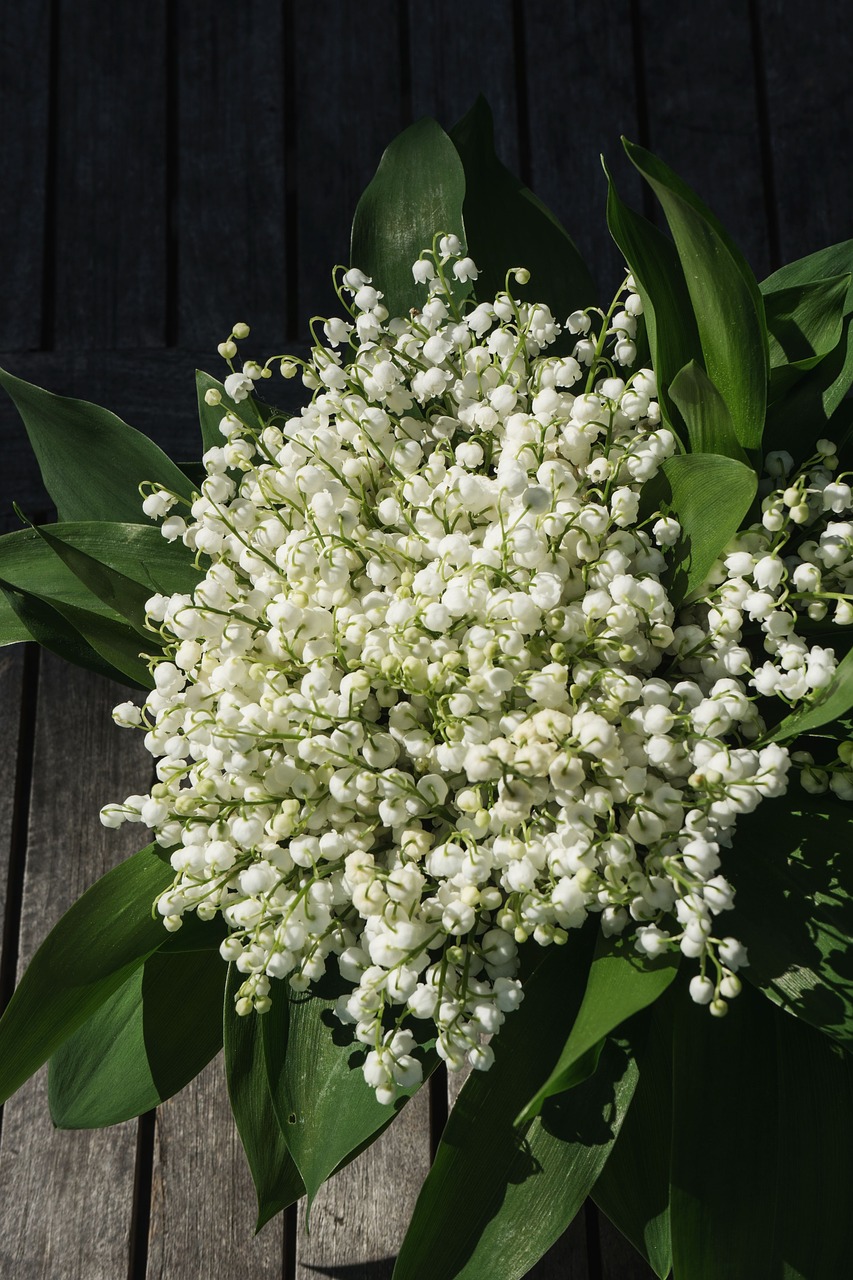 lily of the valley flower blossom free photo