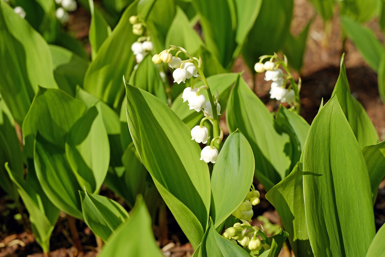 lily of the valley flowers convallaria majalis free photo