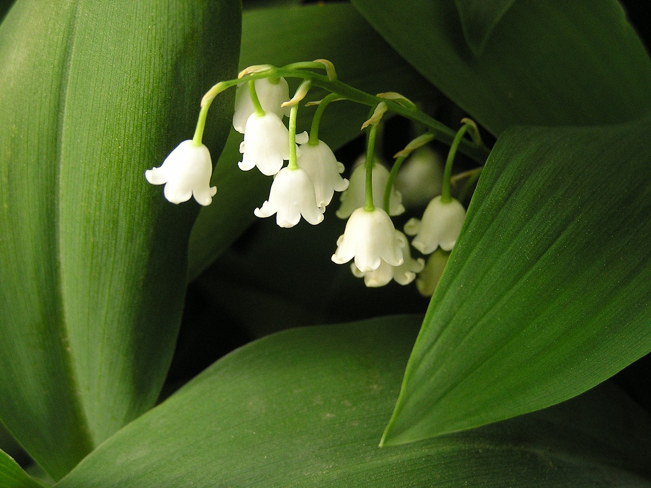 lily of the valley flower blossom free photo