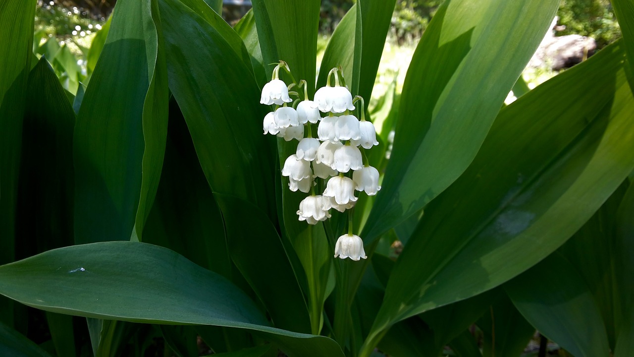 lily of the valley green white free photo