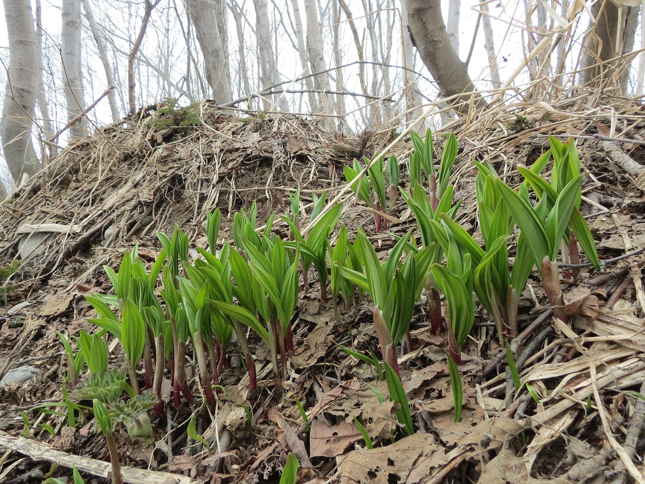 lily of the valley greens vitamins free photo