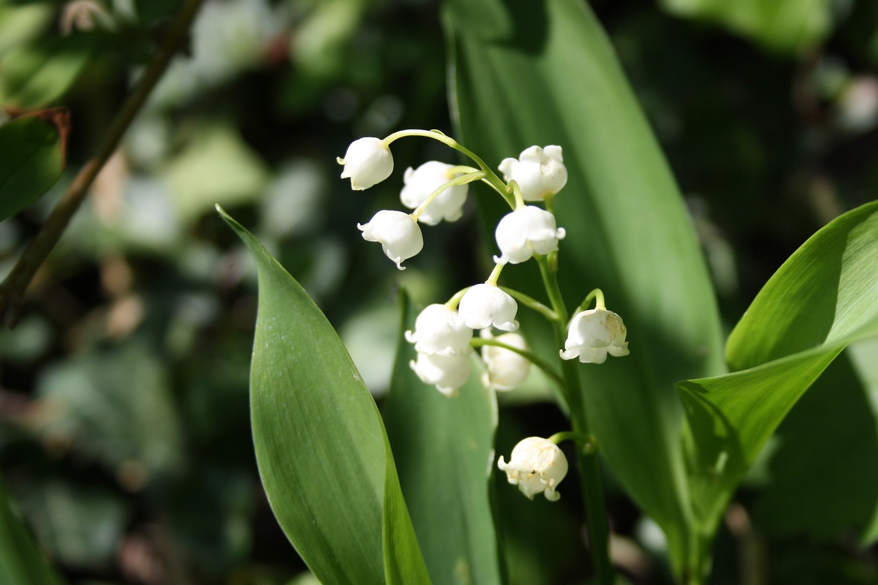 lily of the valley flower may free photo