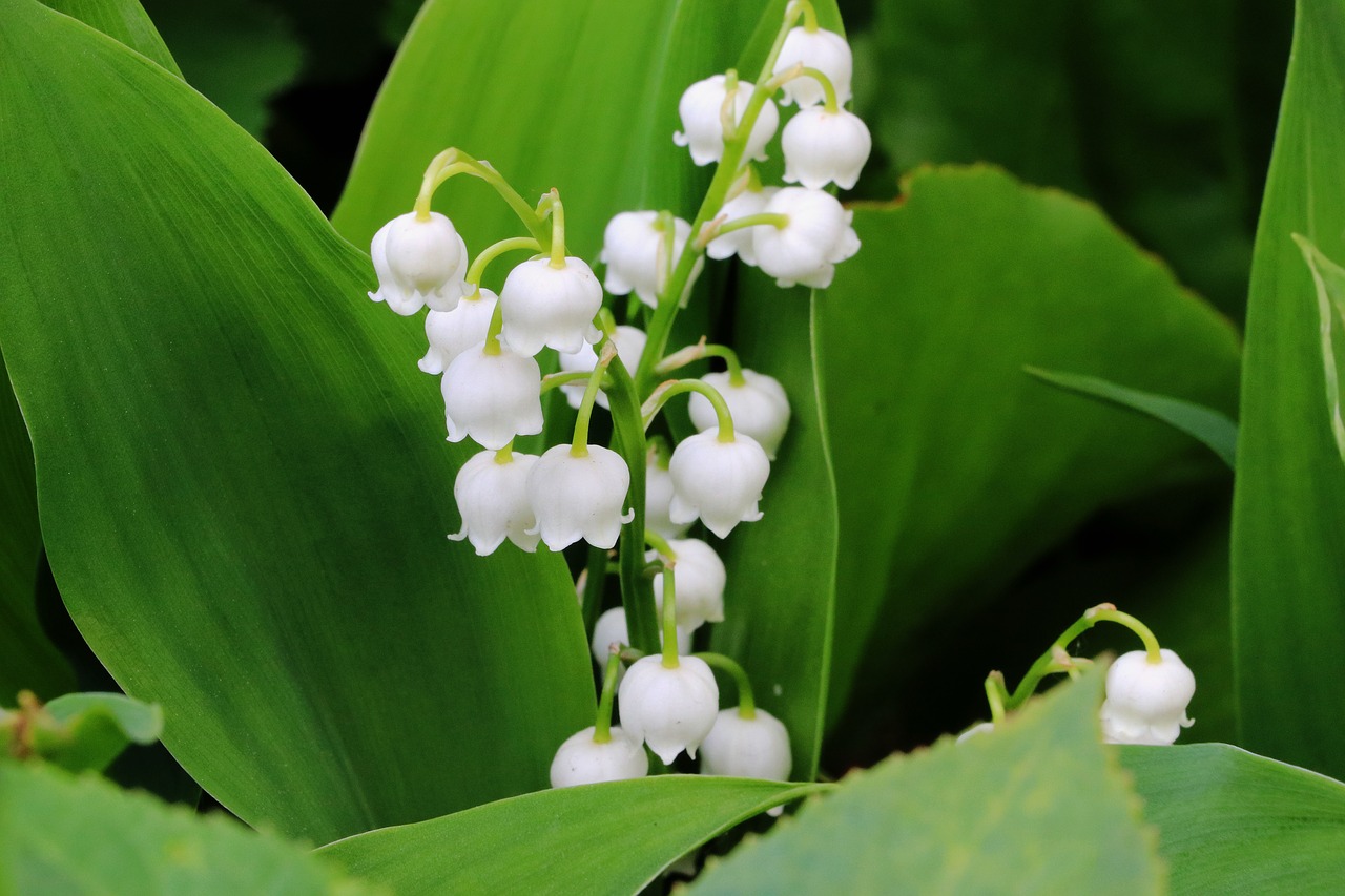 lily of the valley flower spring free photo