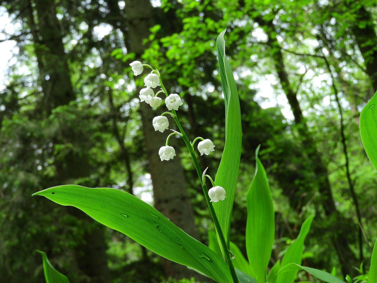 lily of the valley forest drop of water free photo