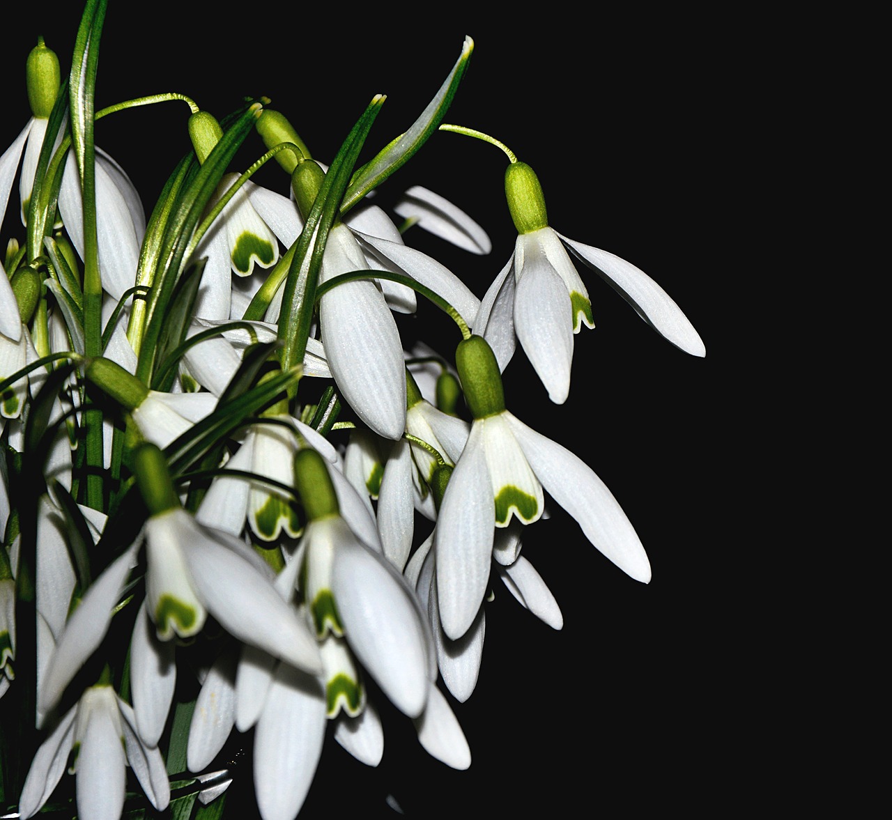 lily of the valley spring white free photo