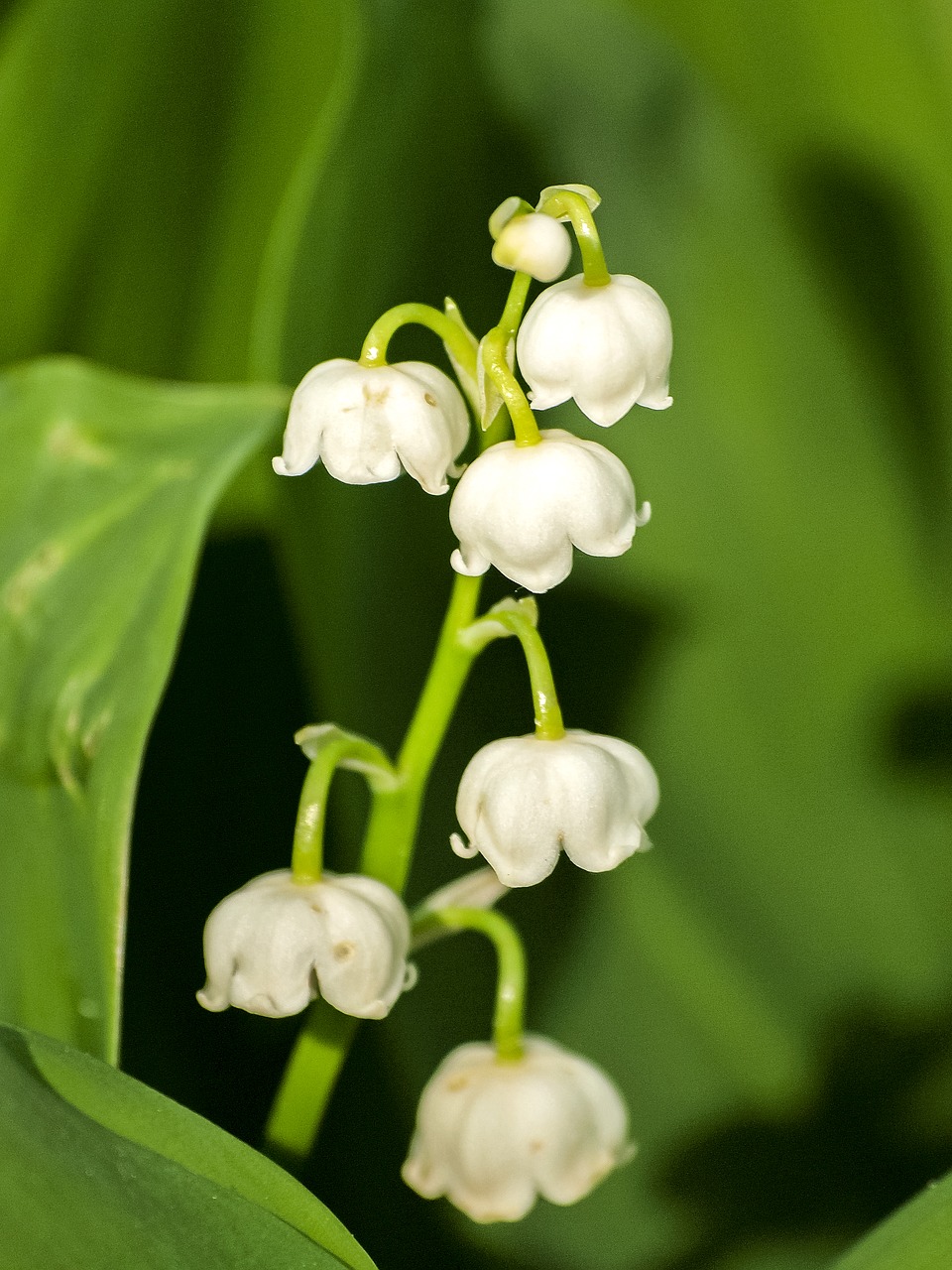 lily of the valley flower blossom free photo