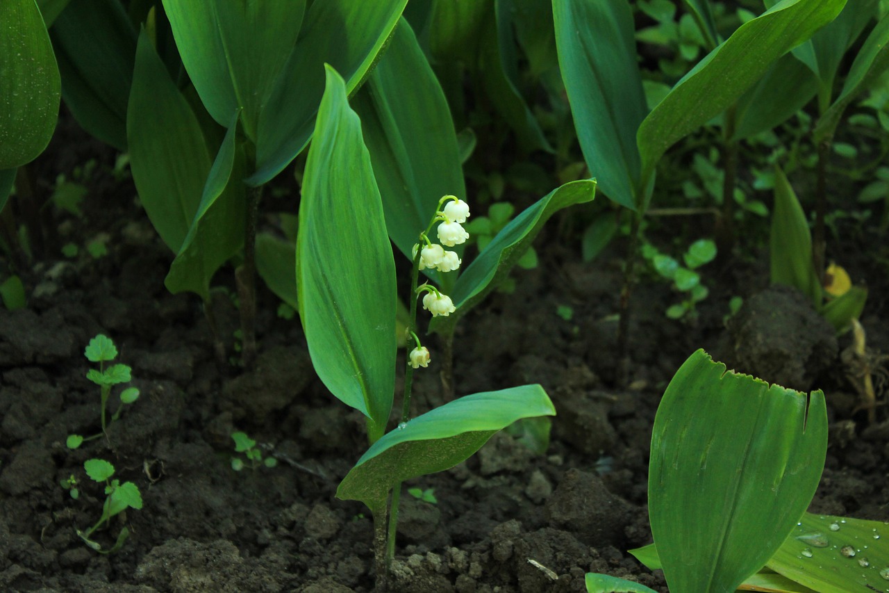 lily of the valley russia tatarstan free photo