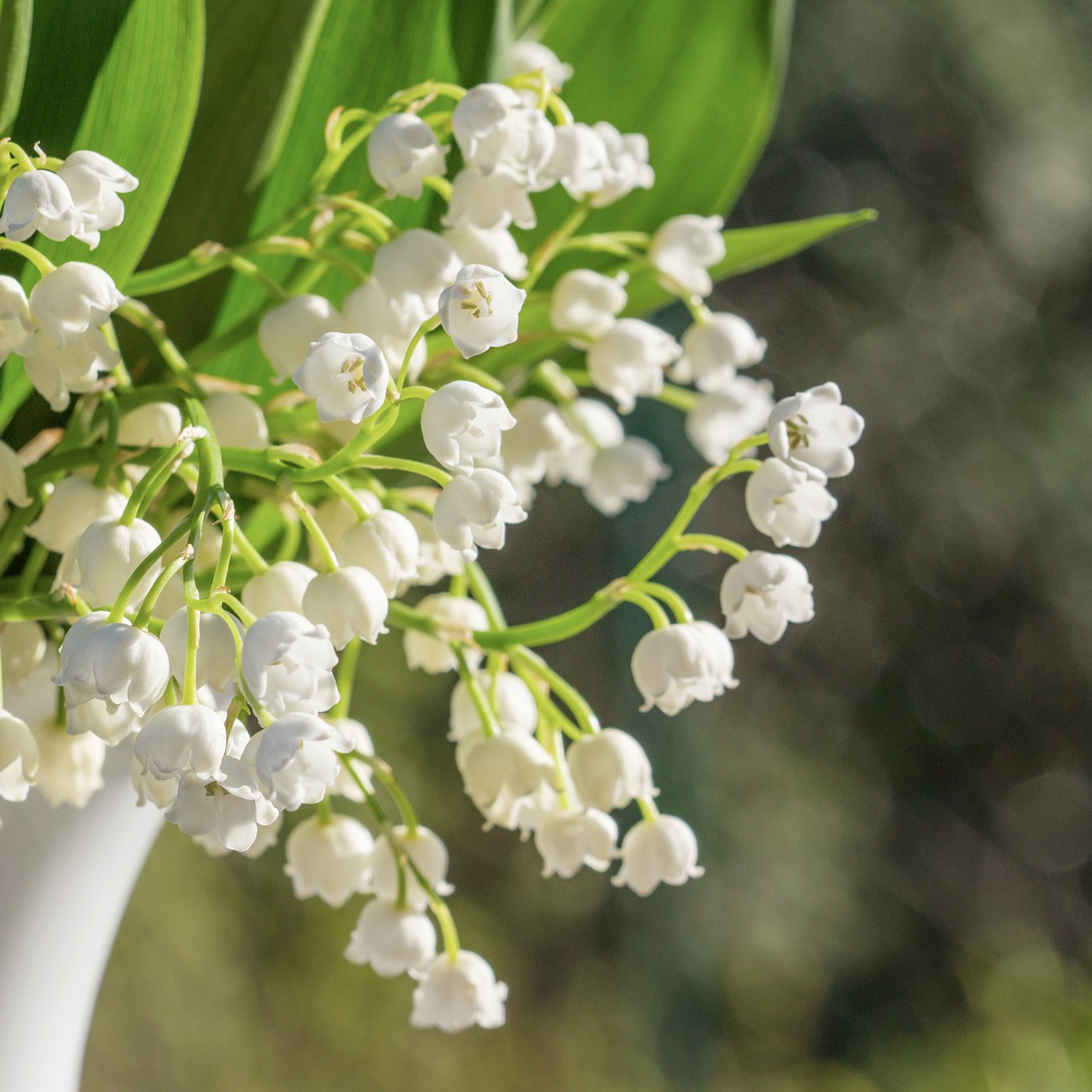 lily of the valley vase bouquet free photo