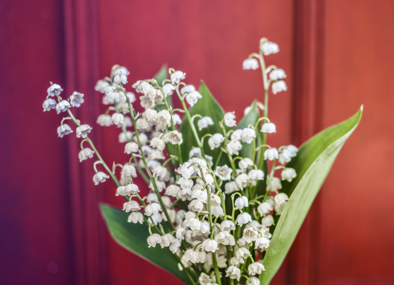 lily of the valley flower pot free photo