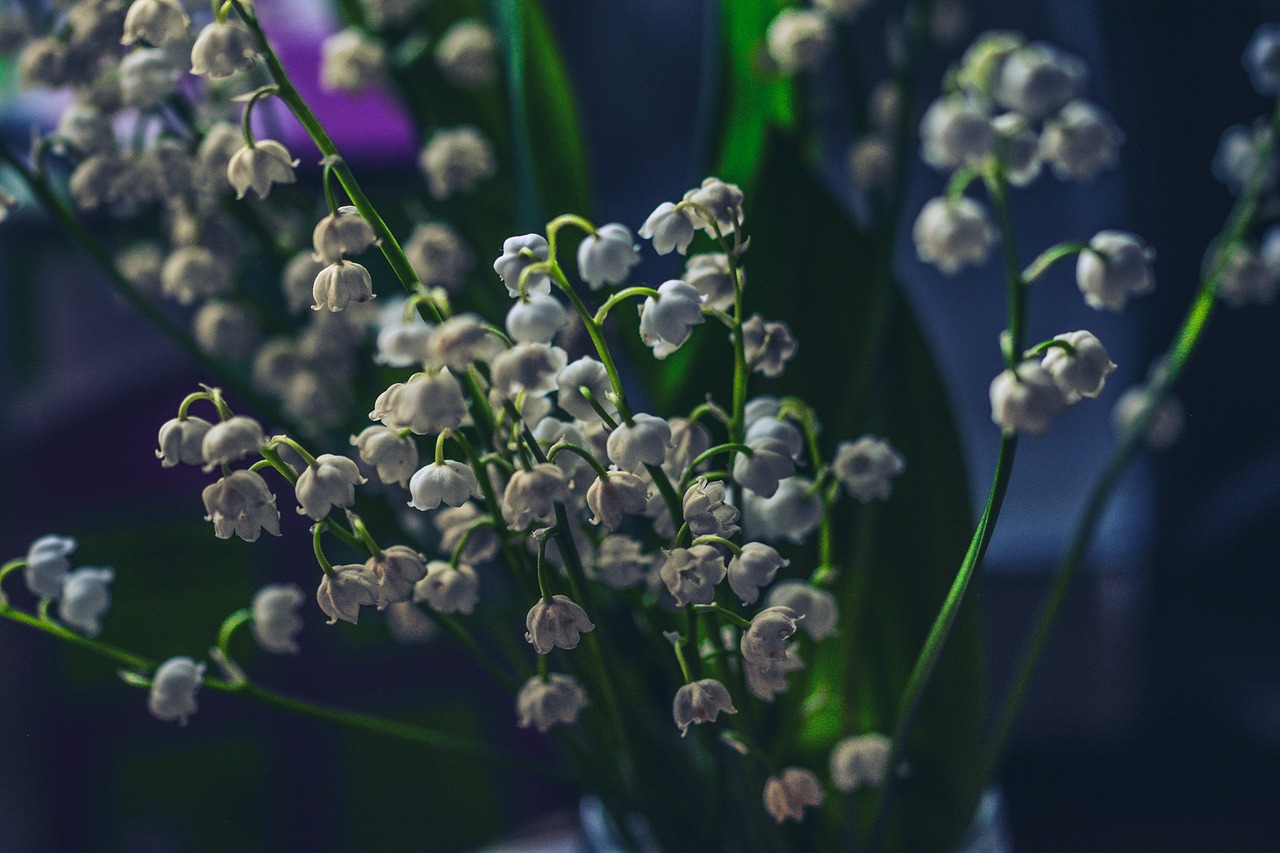 lily of the valley dark night free photo