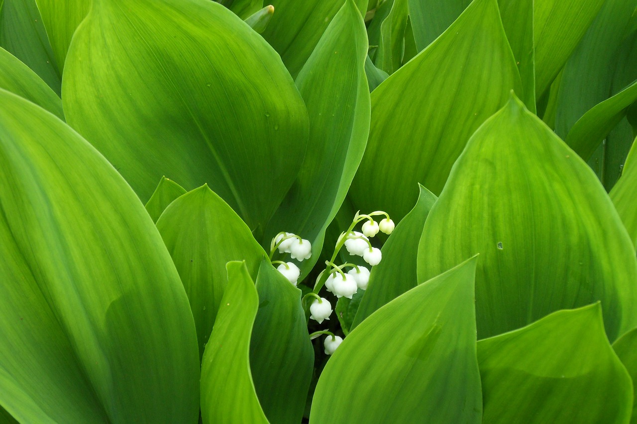 lily of the valley flower blossom free photo