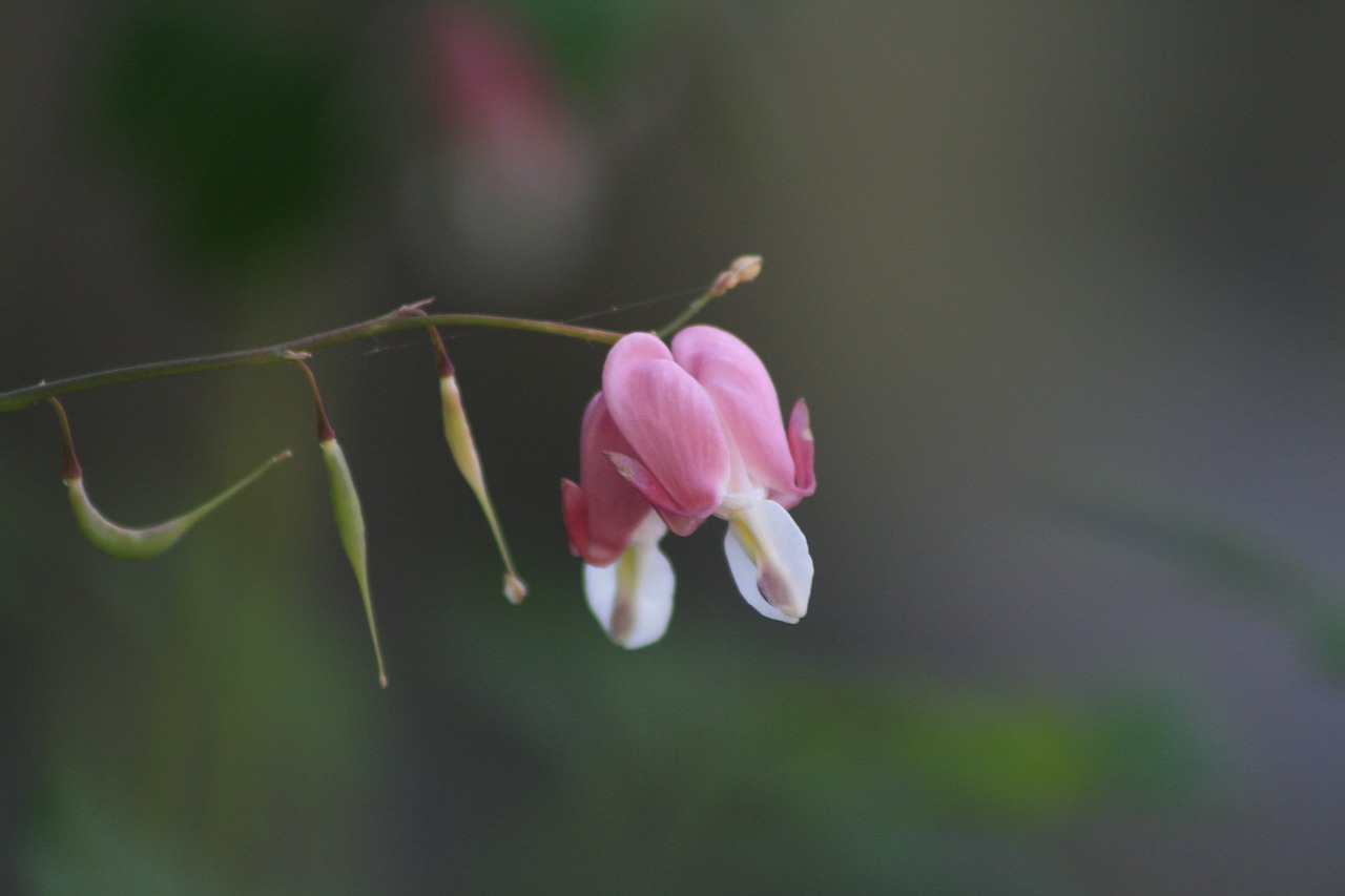 lily of the valley spring flowers straw room free photo