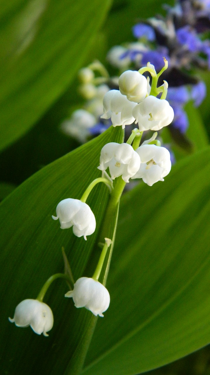 lily of the valley white flower free photo