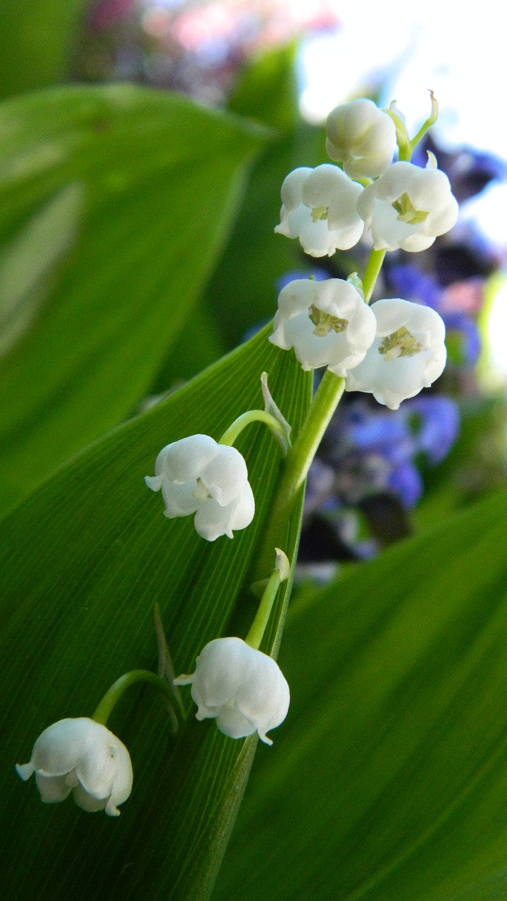 lily of the valley white flower free photo