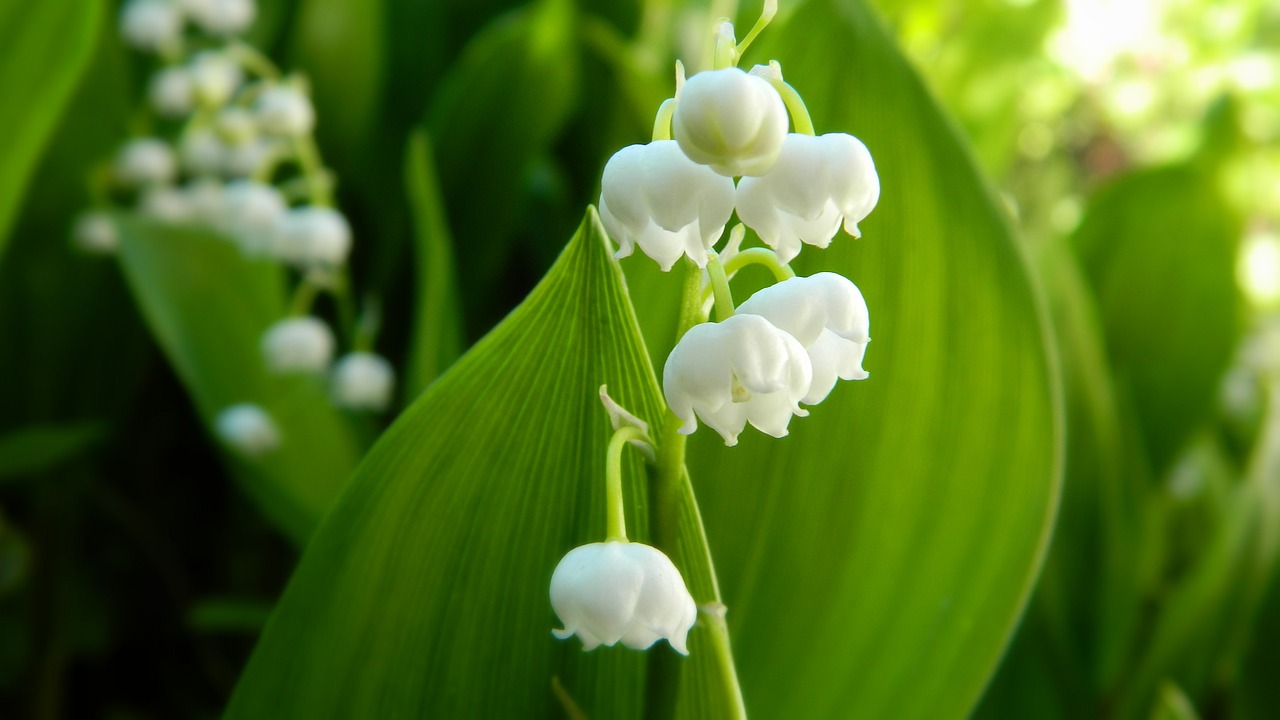 lily of the valley white flower free photo