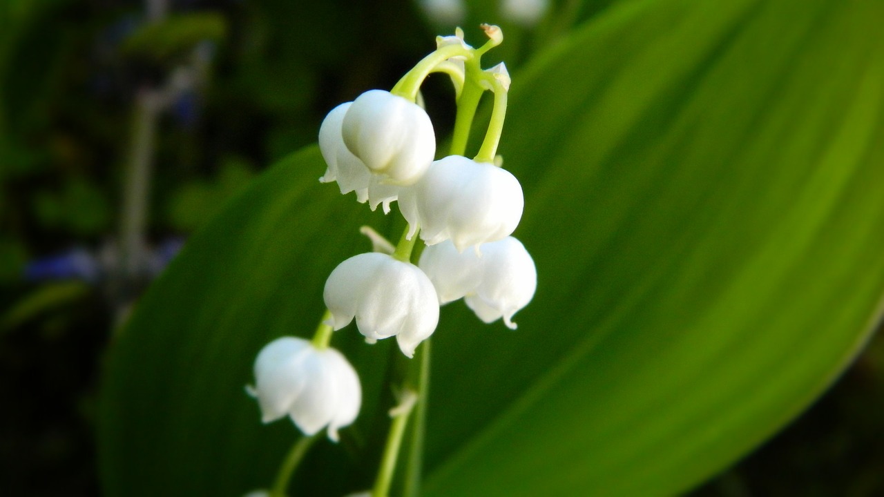 lily of the valley white flower free photo