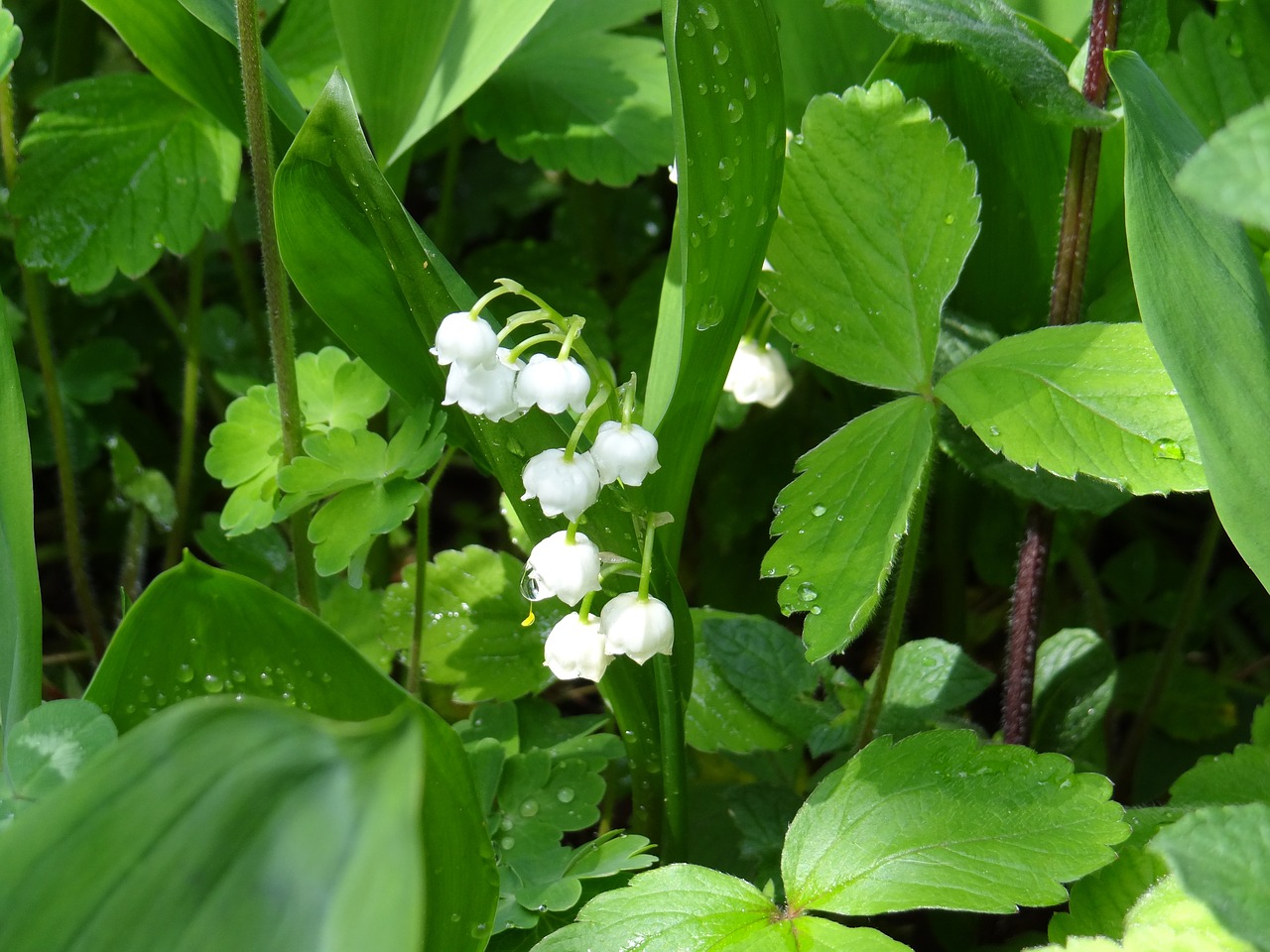 lily of the valley blossom bloom free photo