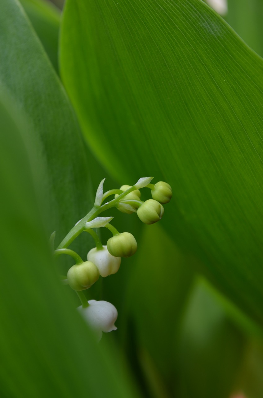 lily of the valley green flower free photo