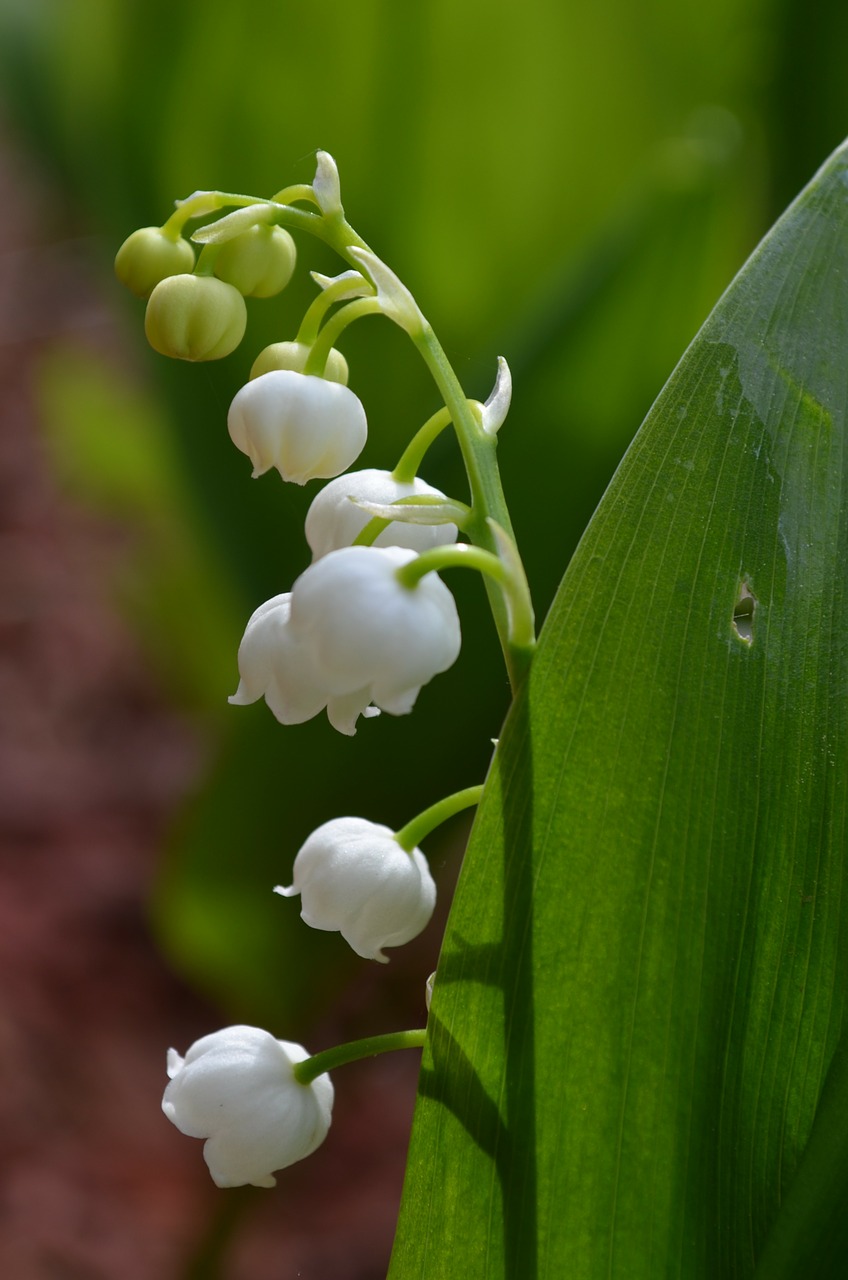 lily of the valley may flower free photo