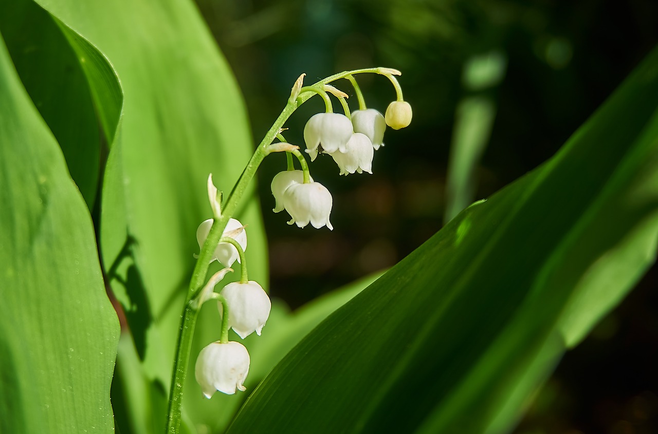 lily of the valley  morning sun  nature free photo