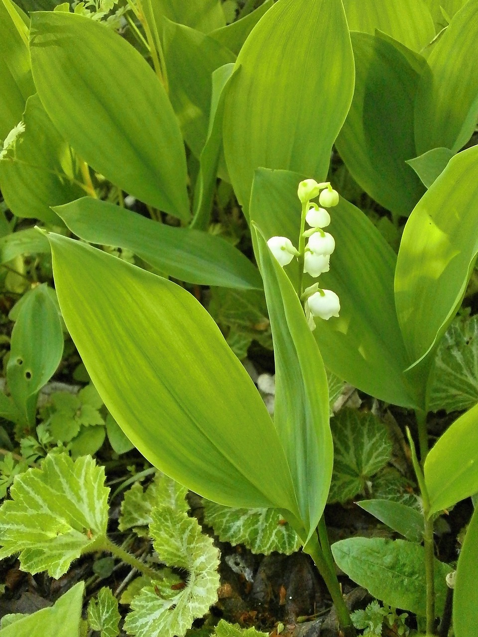 lily of the valley spring flowers white flowers free photo