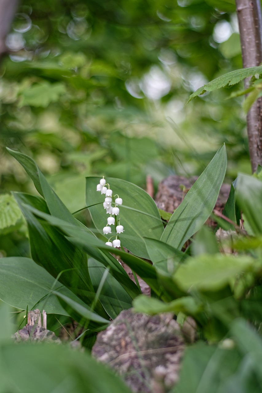 lily of the valley  plant  nature free photo