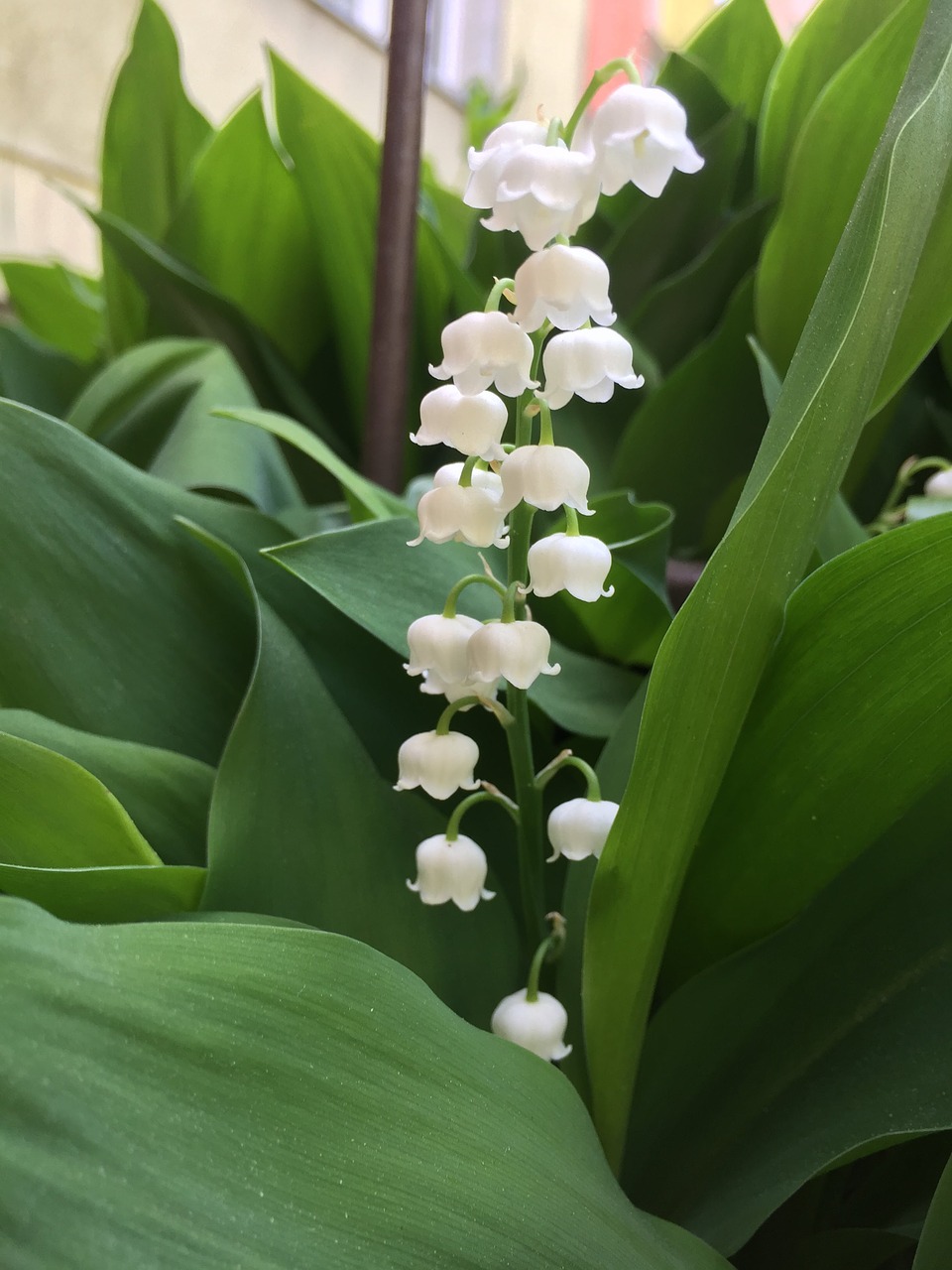 lily of the valley  spring  flowers free photo