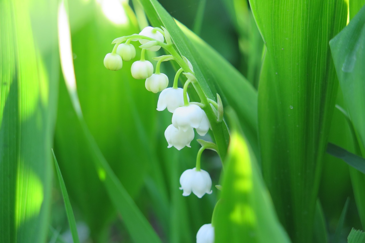 lily of the valley  flowers free pictures free photo