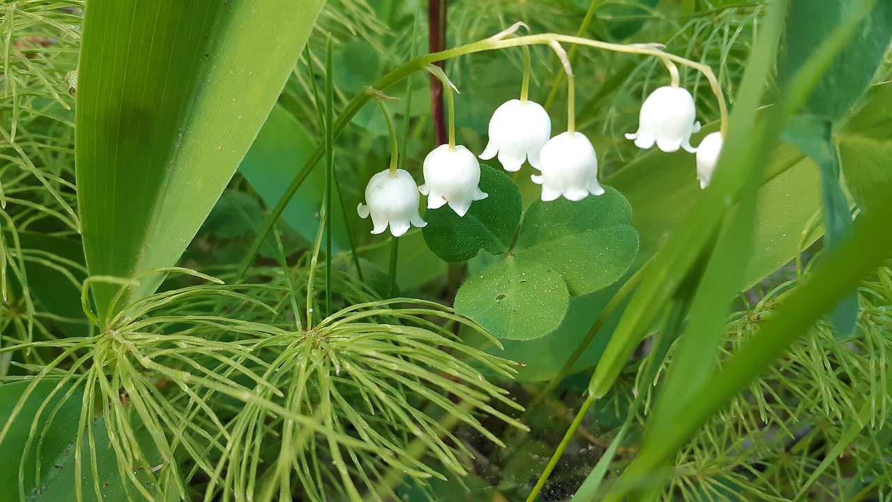 lily of the valley  flower  summer free photo