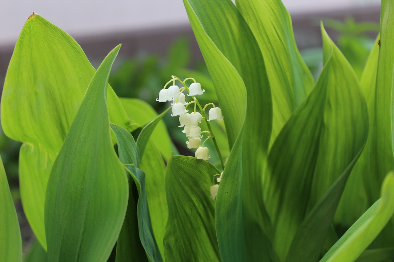 lily of the valley  green leaves wide  spring free photo