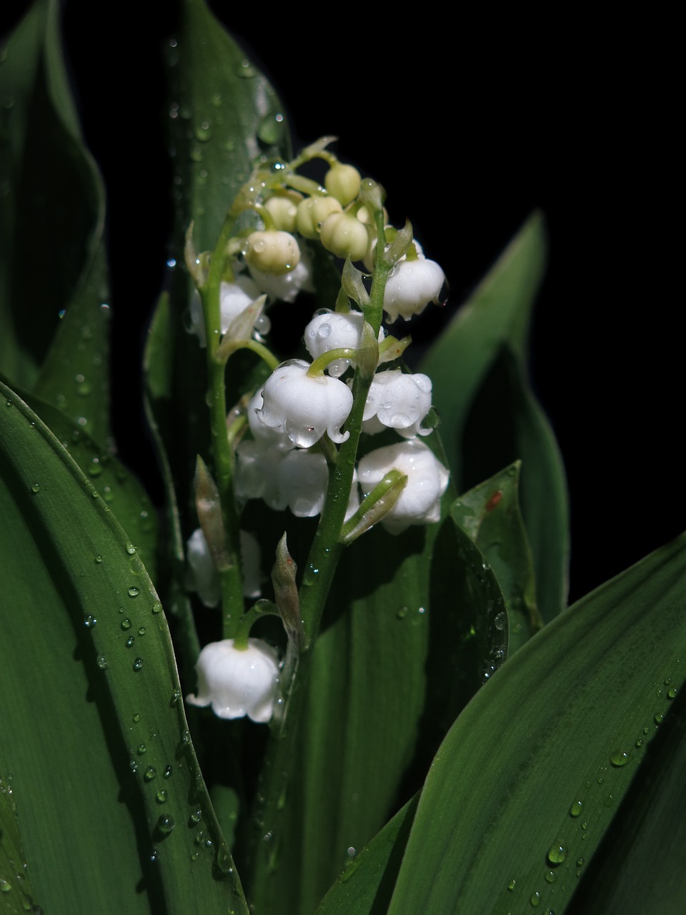 lily of the valley  convallaria majalis  toxic free photo