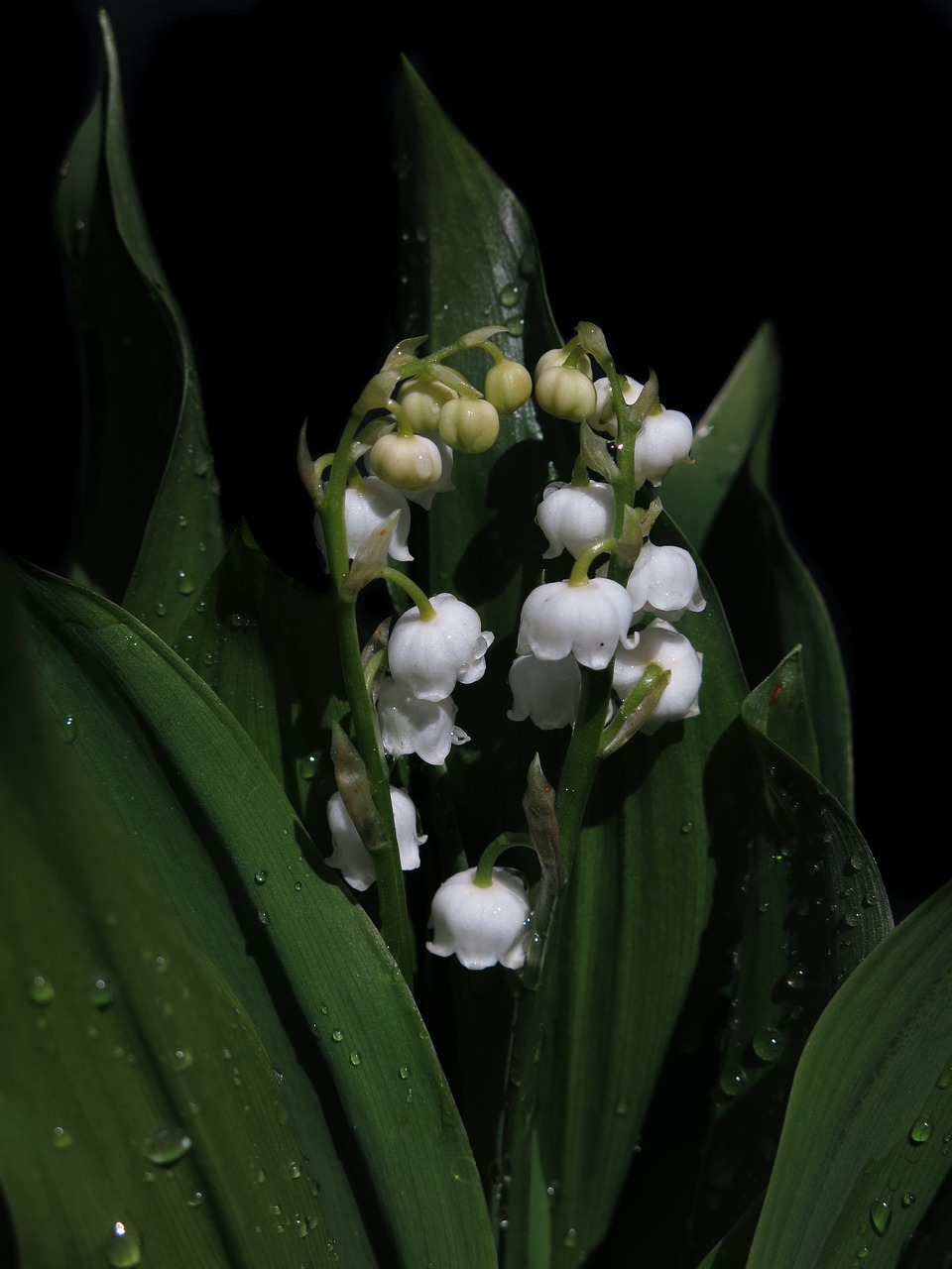 lily of the valley  convallaria majalis  toxic free photo