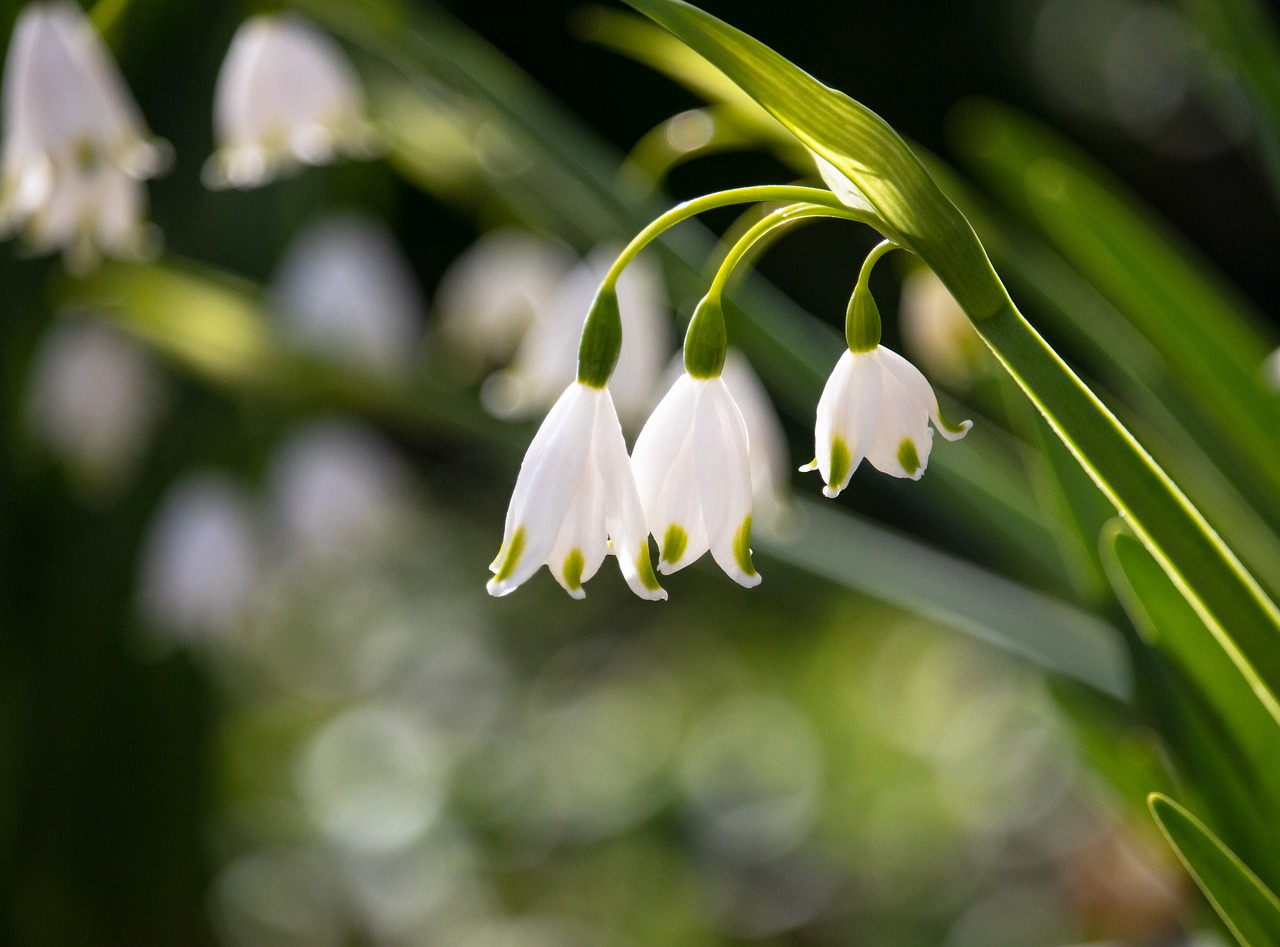 lily of the valley  flower  plant free photo