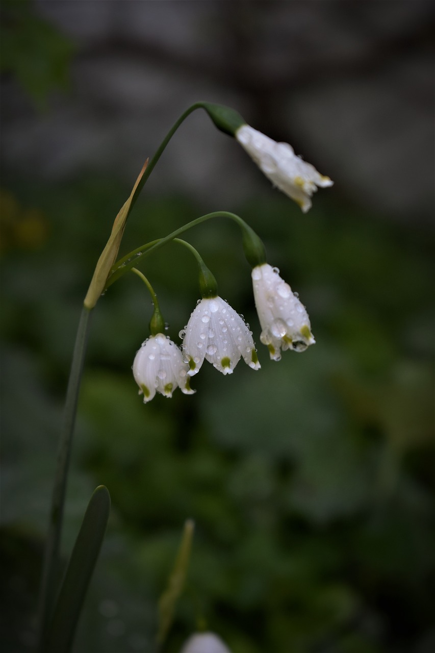 lily of the valley  spring  plant free photo