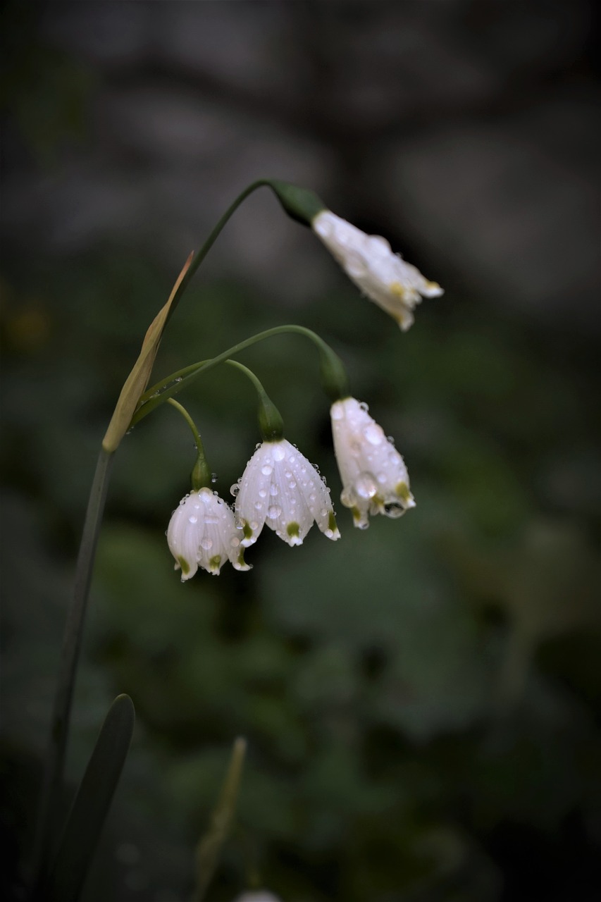 lily of the valley  spring  plant free photo