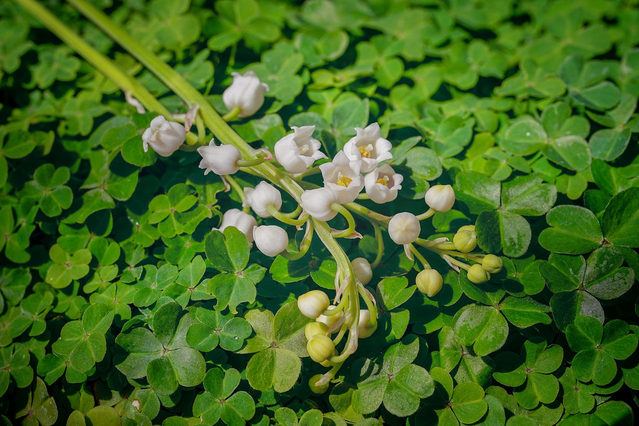 lily of the valley  fragrance  klee free photo