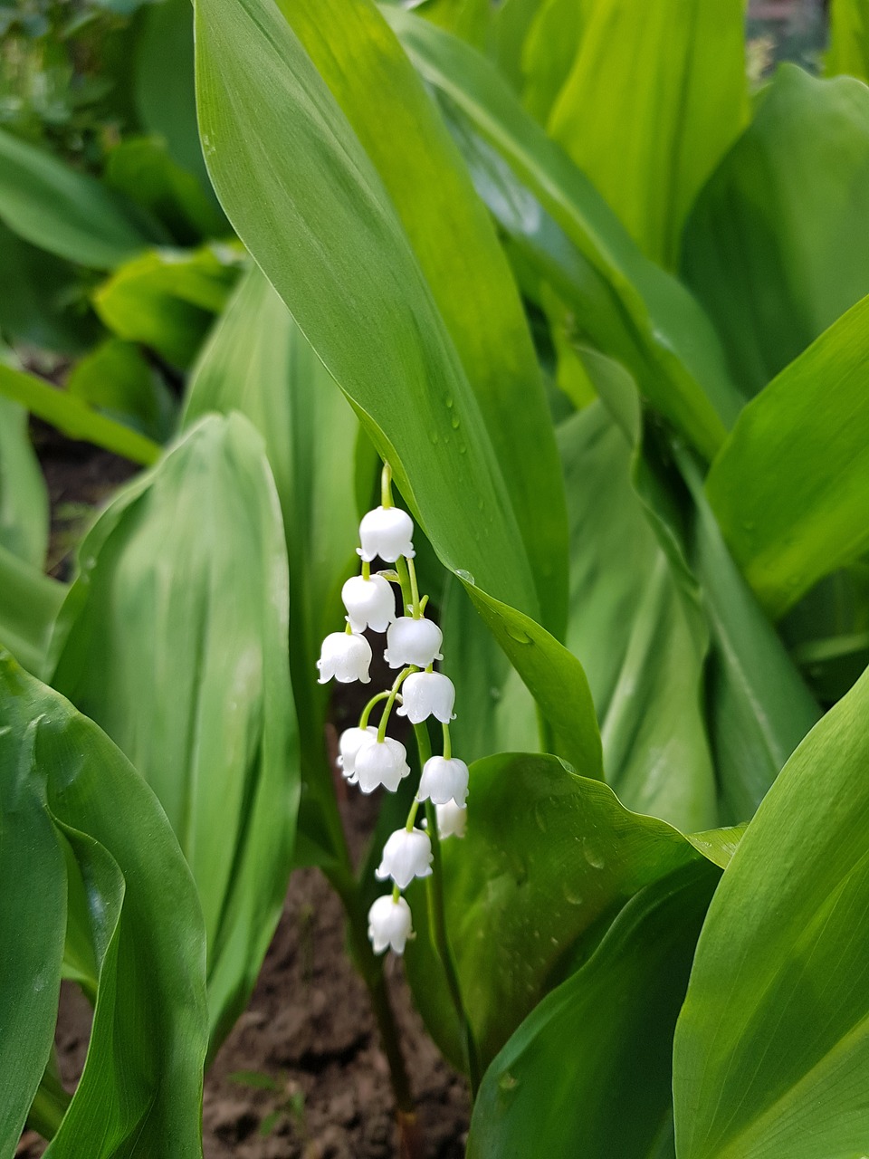 lily of the valley  green  flower free photo