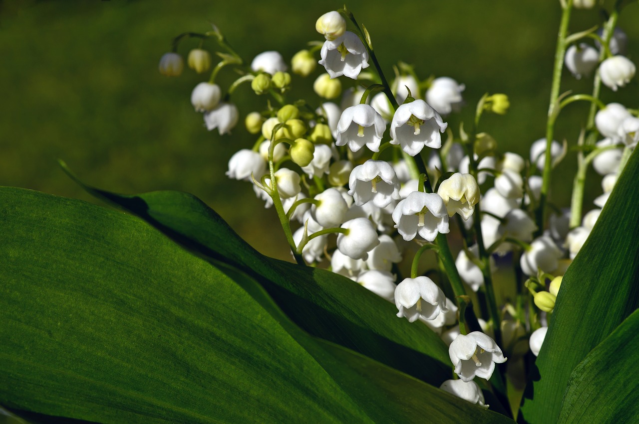 lily of the valley  convallaria  asparagus plants free photo