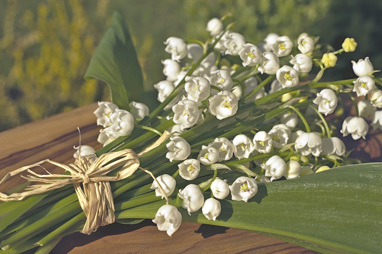 lily of the valley  convallaria  asparagus plants free photo