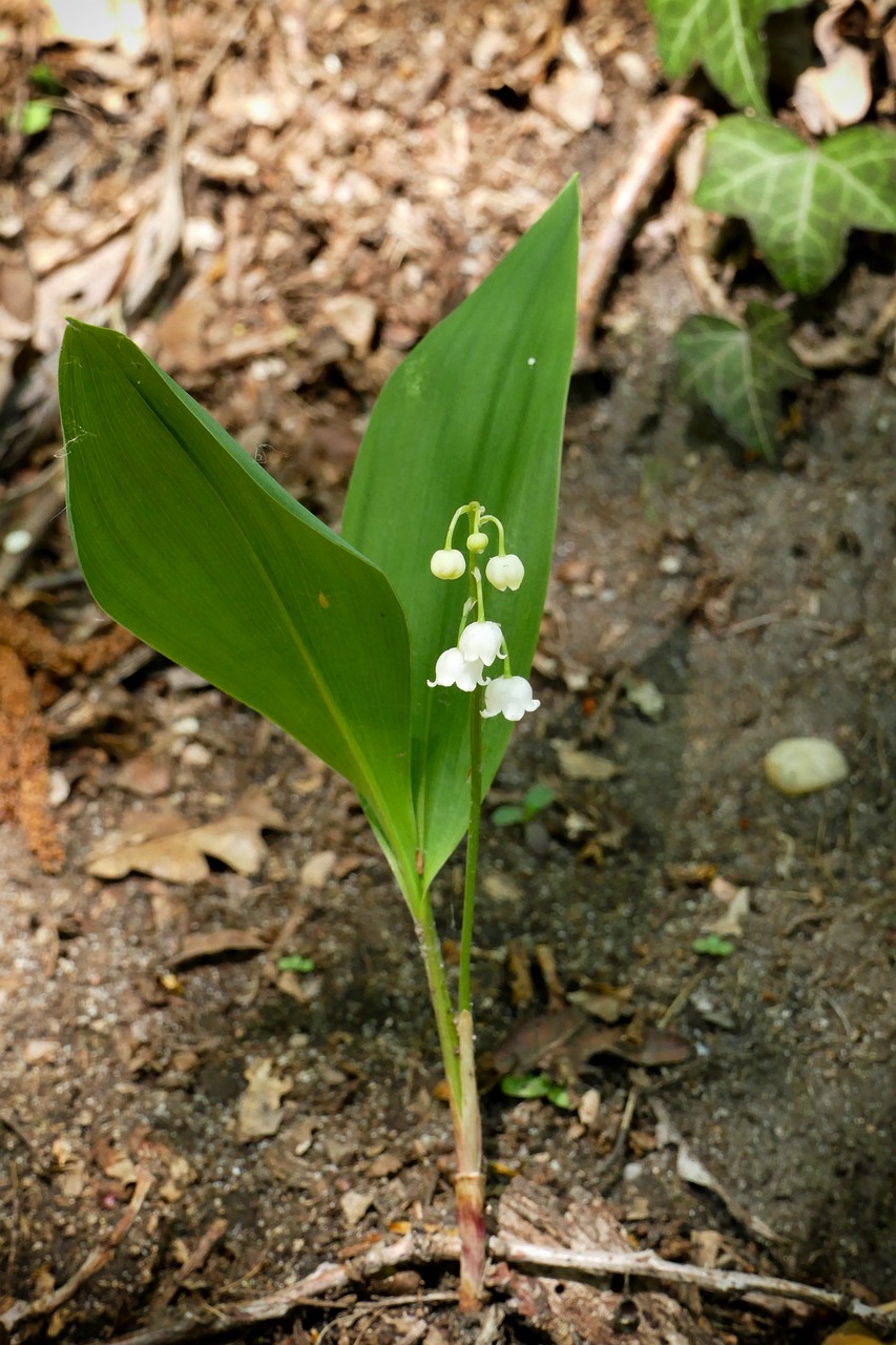 lily of the valley  forest  nature free photo