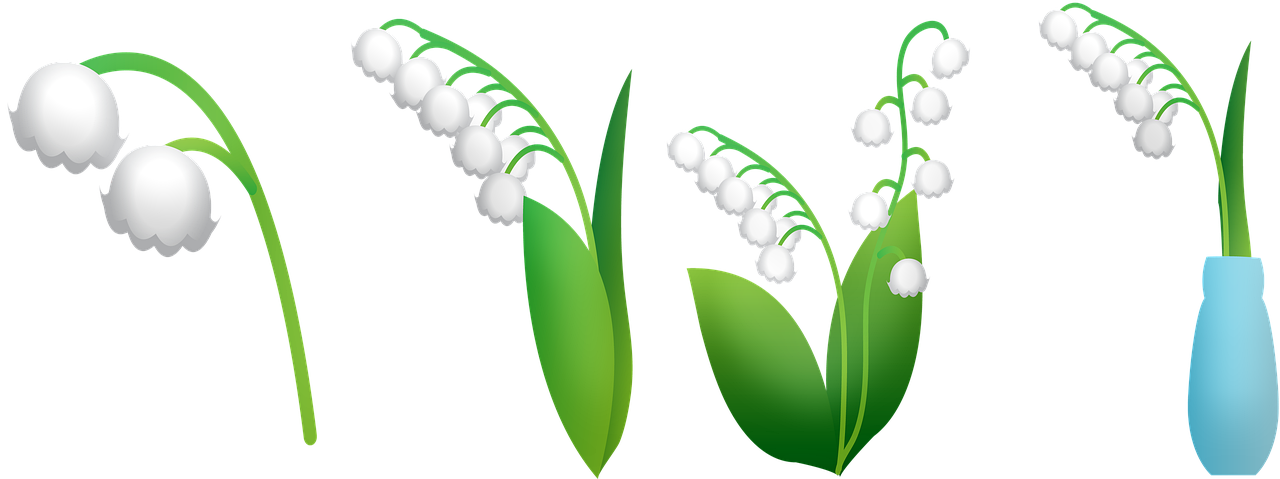 lily of the valley  lily in vase  lily flowers free photo