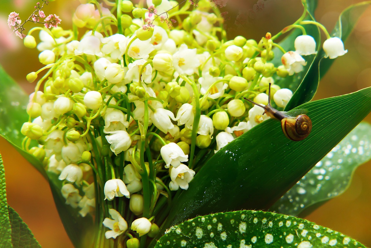 lily of the valley  flower  forest free photo