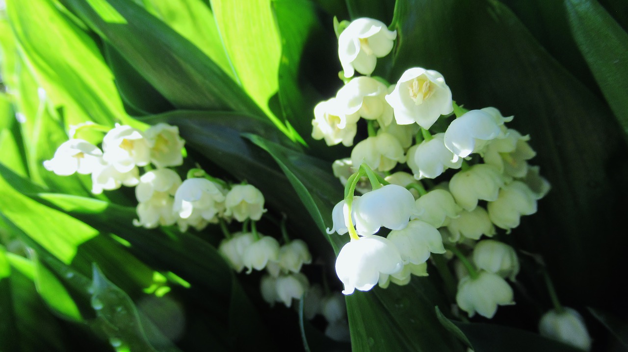 lily of the valley  flower  white free photo