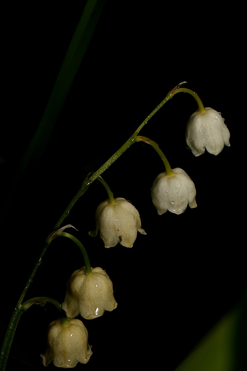 lily-of-the-valley  flower  nature free photo